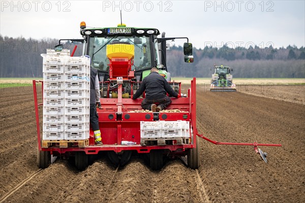 Early potatoes are placed in the soil of the field with a planting machine, Agriculture, Spring