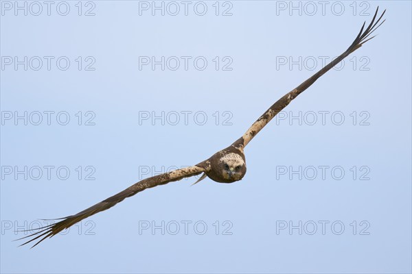 Western marsh-harrier (Circus aeruginosus) male in flight, Lower Saxony, Germany, Europe