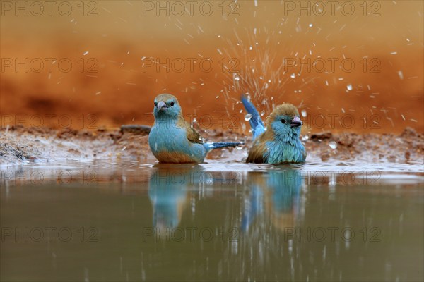 Angolan butterfly finch (Uraeginthus angolensis), blue-eared butterfly finch, adult, two birds, at