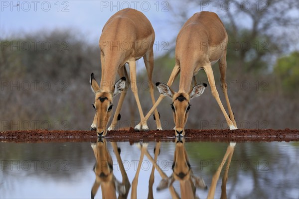 Black Heeler Antelope (Aepyceros melampus), adult, female, two, at the water, drinking, Kruger