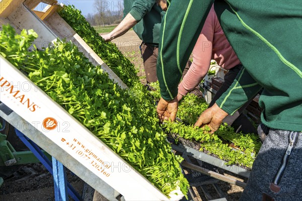 Agriculture, herb gardening, parsley is planted in rows in a field with a planting machine