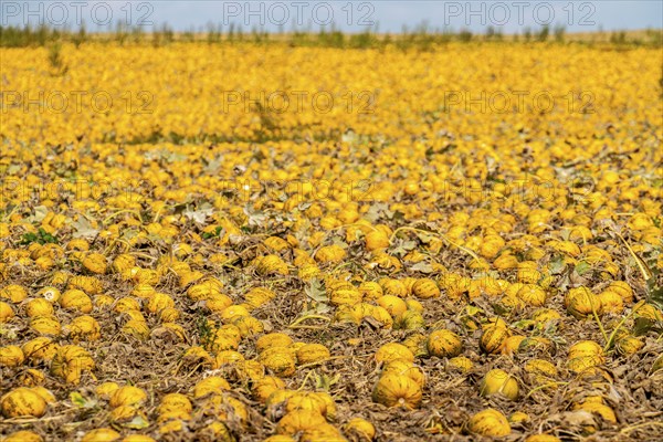 Field with Styrian oil pumpkins, partly dried up due to the drought in summer 2020, on the Lower