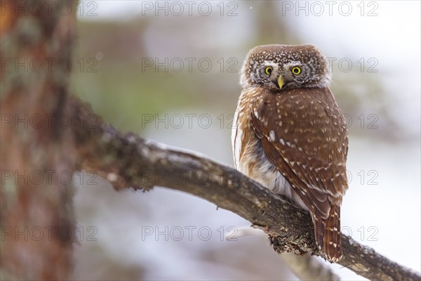 Pygmy owl (Glaucidium passerinum), Luce, Mountain area, Luce, Styria, Slovenia, Europe