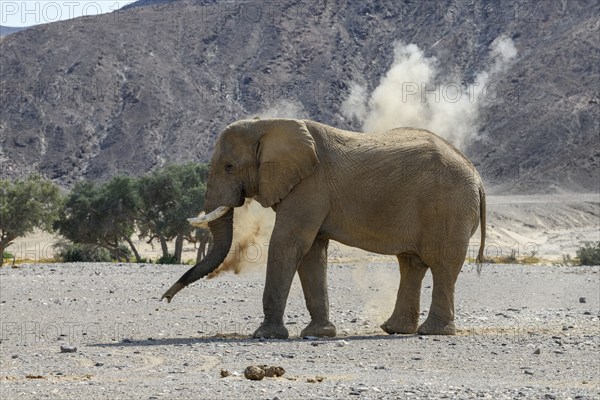 Desert elephant (Loxodonta africana) taking a sand bath in the Hoanib dry river, Kaokoveld, Kunene