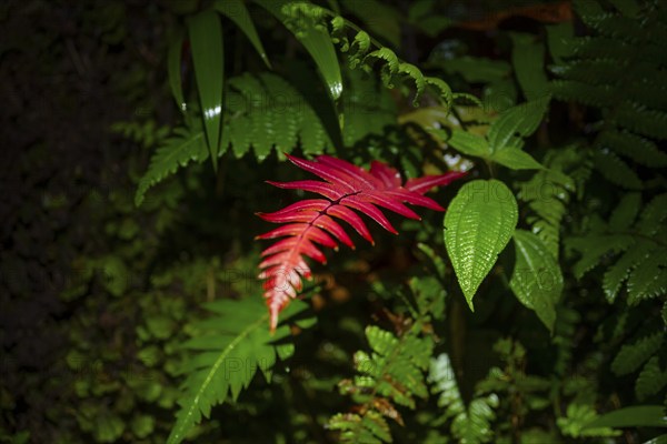 Red fern leaf among green ferns, at night in the tropical rainforest, Refugio Nacional de Vida