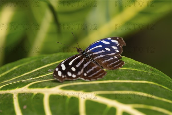 Spotted fritillary (Myscelia cyaniris), blue and white butterfly sitting on a leaf, Alajuela