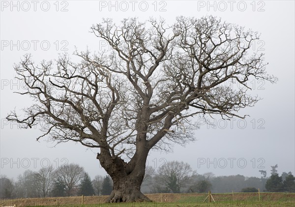 Single leafless oak tree in winter standing in field against grey overcast sky, Martlesham,