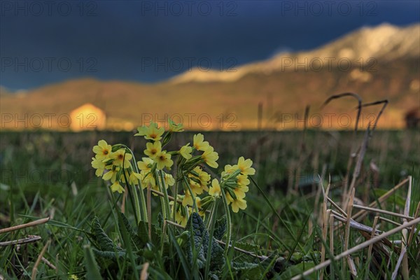 Common cowslip (Primula veris) in a meadow in front of a mountain landscape, storm clouds,