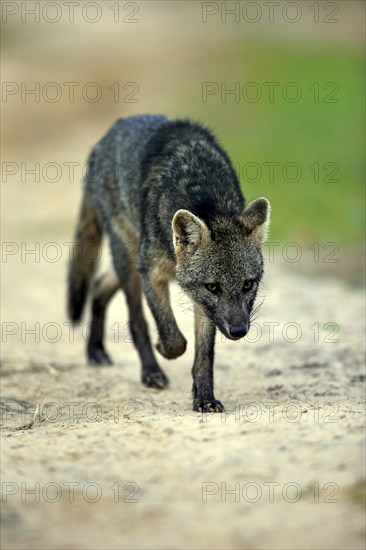 Maikong (Cerdocyon thous), adult, vigilant, stalking, Pantanal, Mato Grosso, Brazil, South America
