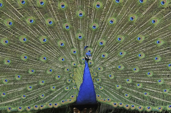 A blue peacock shows its beautiful feathers, (Pavo Scalloped ribbonfish), peacock wheel, peacock