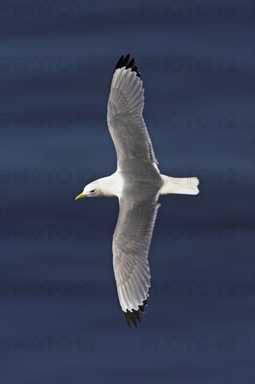 Kittiwake, flight photo, Heligoland Island, (Rissa tridactyla), Heligoland, Heligoland Island,