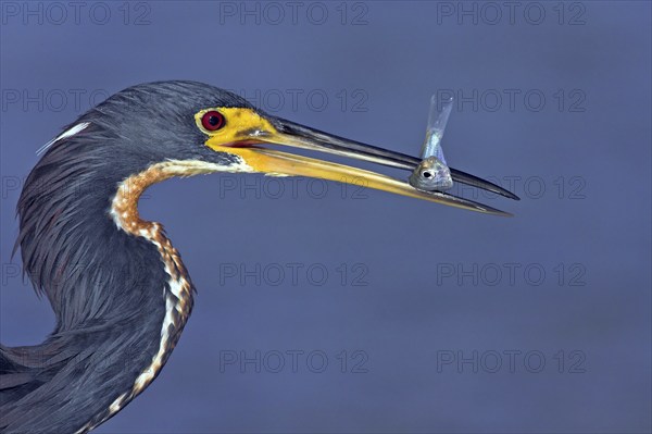 Tricolored heron (Egretta tricolor), foraging, Little Estero Lagoon, Sanibel Island, Florida, USA,