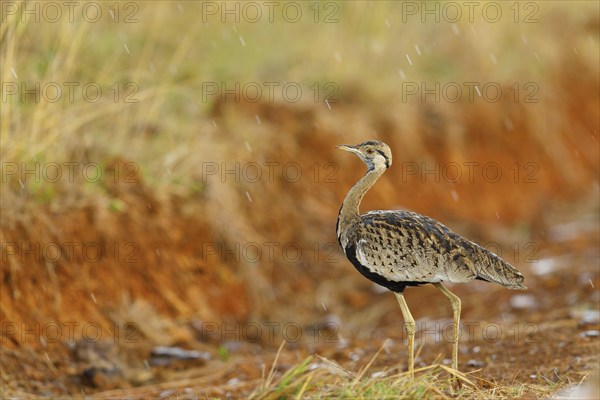 Black-bellied bustard, (Eupodotis melanogaster), Ithala Game Reserve, Louwsburg, KwaZulu-Natal,