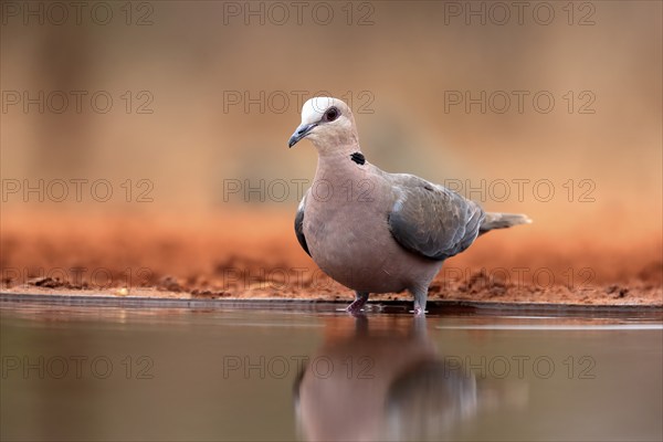 Red-eyed dove (Streptopelia semitorquata), Red-eyed Dove adult, at the water, Kruger National Park,