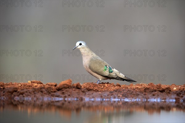 Emerald-spotted wood dove (Turtur chalcospilos), adult, at the water, Kruger National Park, Kruger