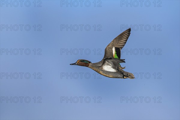 Eurasian Teal, Anas crecca, male in flight on blue sky