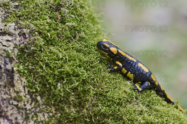 Fire salamander (Salamandra salamandra), Lower Saxony, Germany, Europe