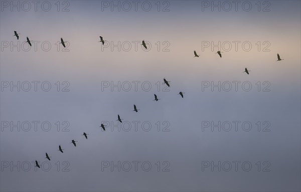 Cranes in the sky over Linum, Brandenburg, Germany, Europe