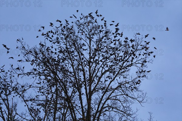 Flock of starlings flying from treetops at dusk, Switzerland, Europe