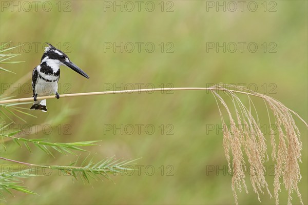 Pied kingfisher (Ceryle rudis), male, perched on a reed stem, overlooking the Olifants River, on