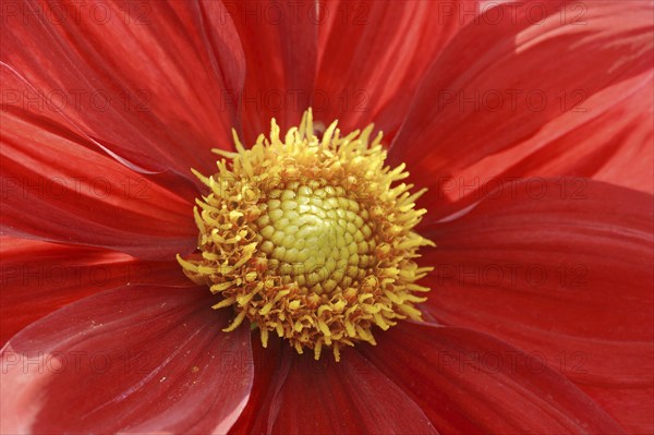 Dahlia 'Feuerrad' (Dahlia Hybride), detail of flower, ornamental plant, North Rhine-Westphalia,
