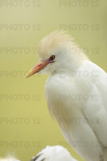 Cattle egret (Bubulcus ibis), portrait, Camargue, France, Europe
