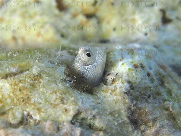 A tiny blue-bellied combfish (Alloblennius pictus), bonefish, looks out of its hiding place. Dive