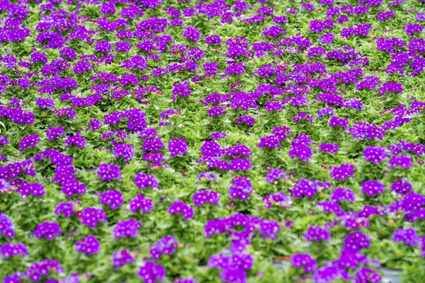 Horticultural business, greenhouse, flower pots with Kapmargerites, Osteospermum, grow up,
