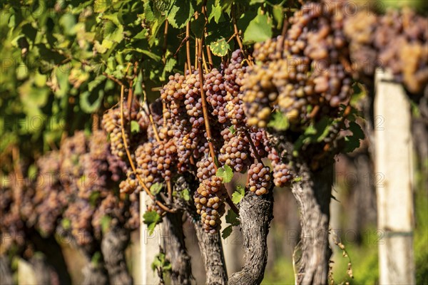 Wine growing, in the Adige Valley, near the village of Tramin on the Wine Road, South Tyrol, large