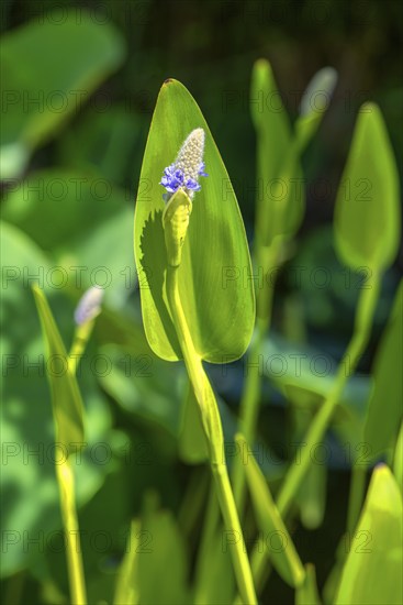 Pickerelweed (Pontederia cordata), Bavaria, Germany, Europe