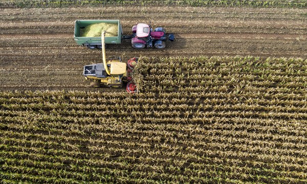 Maize harvest, combine harvester, chopper works its way through a maize field, the silage is pumped