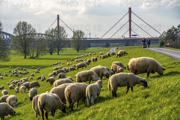 Rhine dyke near Duisburg-Beeckerwerth, flock of sheep, Haus-Knipp railway bridge, Beeckerwerth