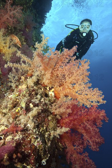 Female diver looking at reef wall drop off of colourful coral reef with soft corals