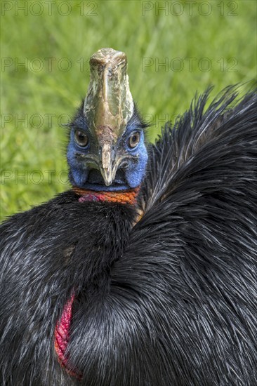 Northern cassowary (Casuarius unappendiculatus), one-wattled cassowary, single-wattled cassowary
