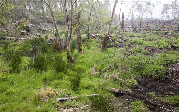 Marshy land newly deforested in Tunstall Forest, near Sudbourne, Suffolk, England, UK