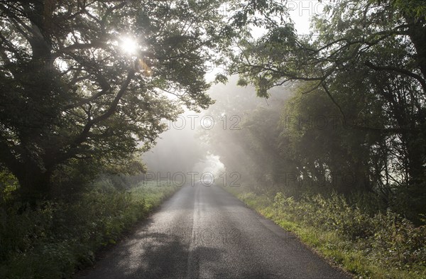 Misty autumn morning with trees lining quiet country road at Compton Bassett, near Calne,