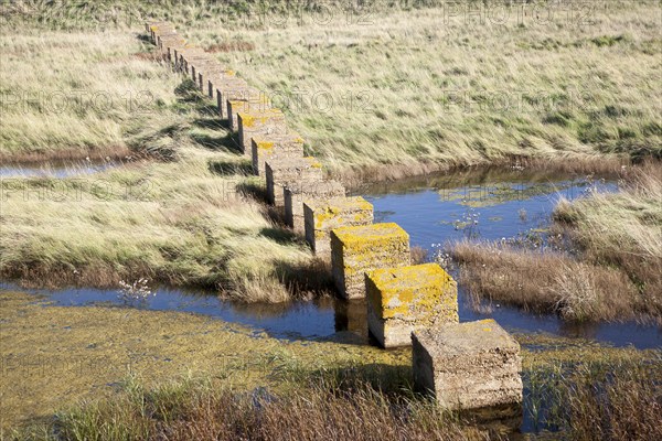 Concrete blocks created as tank traps stepping stones across marshland, Alderton, Suffolk, England,