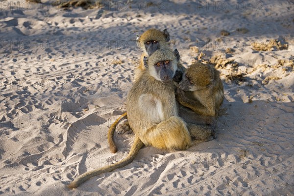 Three baboons sitting together in the sand while radiating a sense of security, chacma baboon