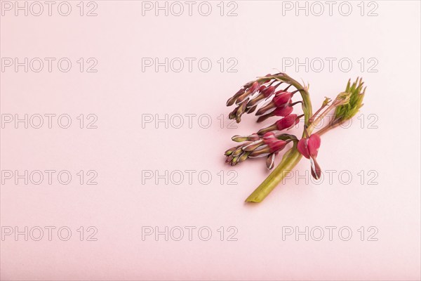 Bleeding heart, dicentra flowers on pink pastel background. side view, copy space, still life.
