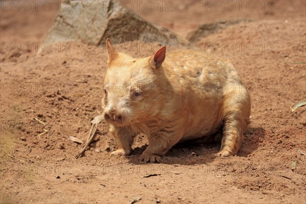 Southern hairy-nosed wombat (Lasiorhinus latifrons), adult, South Australia, Australia, Oceania