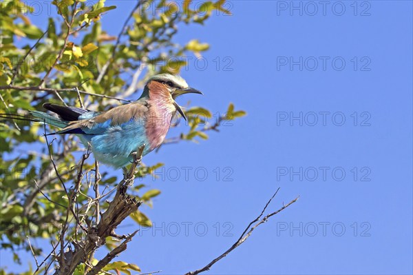 Lilac-breasted roller (Coracias caudatus) regurgitates pellets Botswana