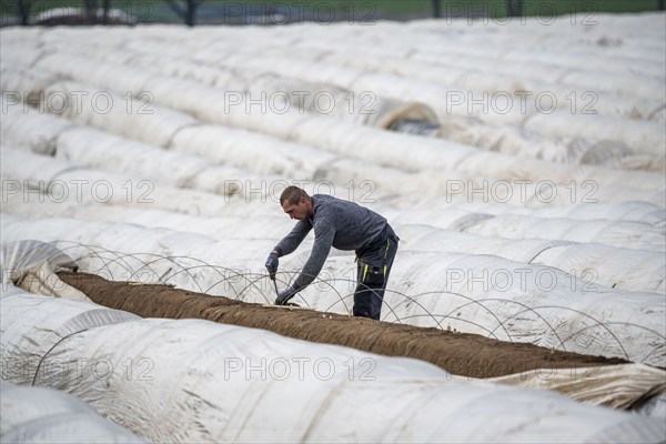 Asparagus harvest in the Rhineland, asparagus pickers at work in an asparagus field covered with