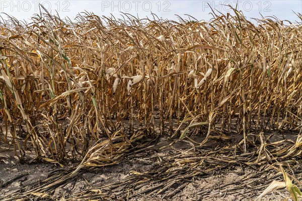 Corn field dried up and only low grown, small corn cobs, due to the summer drought, drought, near