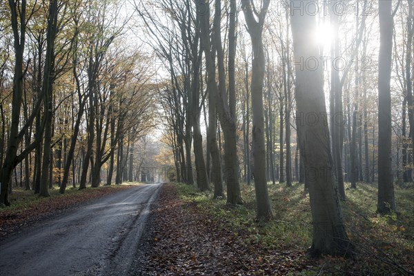 Road passing by brown beech tree autumn leaves through Savernake Forest, Wiltshire, England, UK