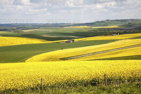 Chalk upland summer farming landscape on the Marlborough Downs, near Beckhampton, Wiltshire,