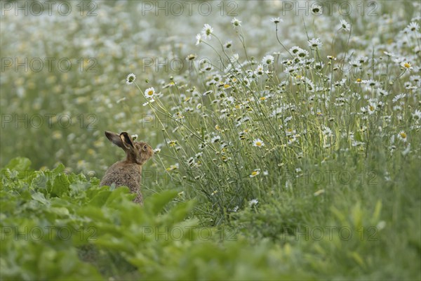 Brown hare (Lepus europaeus) adult animal on the edge of a farmland sugar beet field in the summer