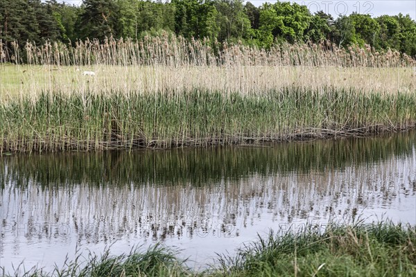 Unregulated natural course of the Spree, Mönchwinkel, 16 05 2023