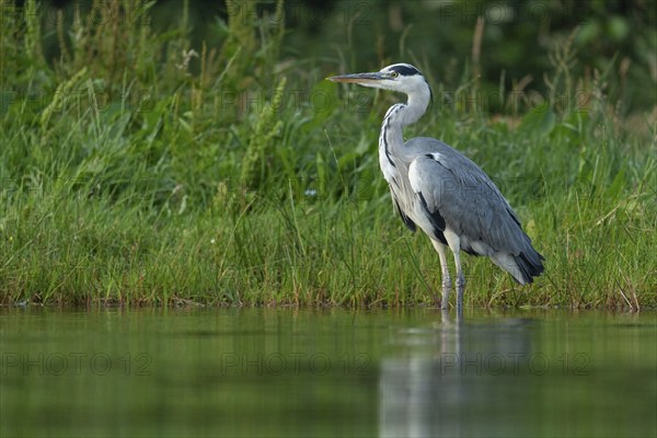 Grey heron (Ardea cinerea) hunting at a pond, Aviemore, Scotland, Great Britain