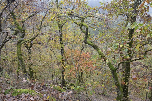 Gnarled and mossy deciduous trees with autumn leaves on a mountain ridge, Moselle,