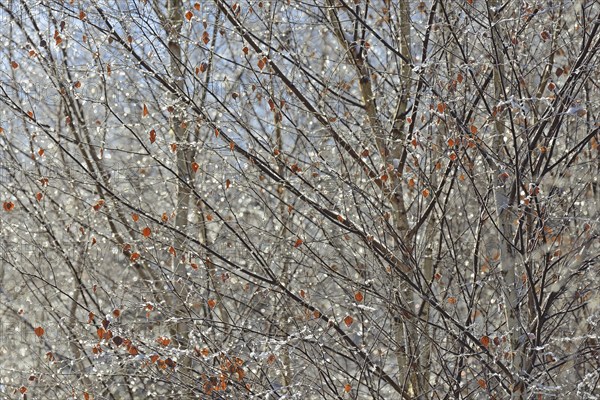 Birches (Betula), branches and twigs with hoarfrost, Arnsberg Forest nature park Park, North